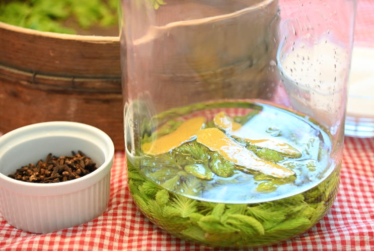 Der angesetzte Tannenspitzen Schnaps