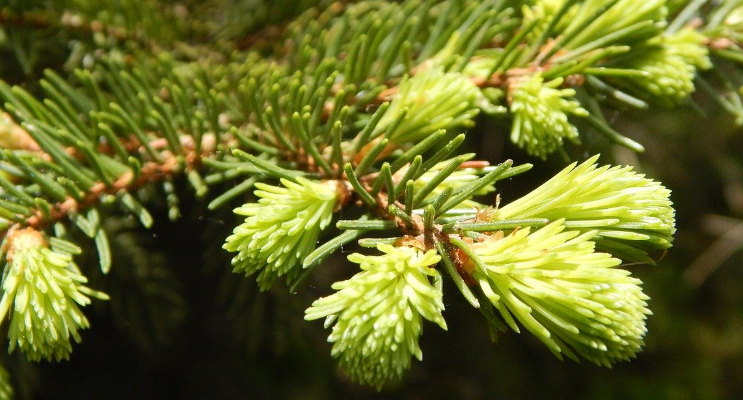 Tannenspitzen für Maiwipfelschnaps im Mai