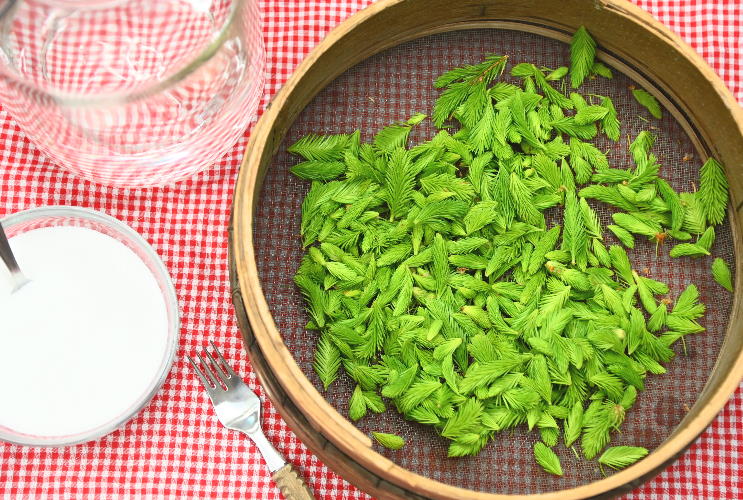 Vorbereitung der Tannenspitzen für den Tannenspitzenlikör