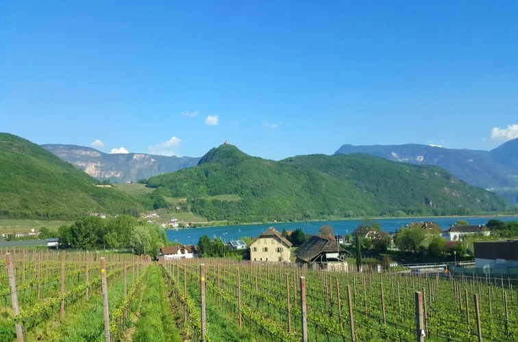 Edelvernatsch Kaltern