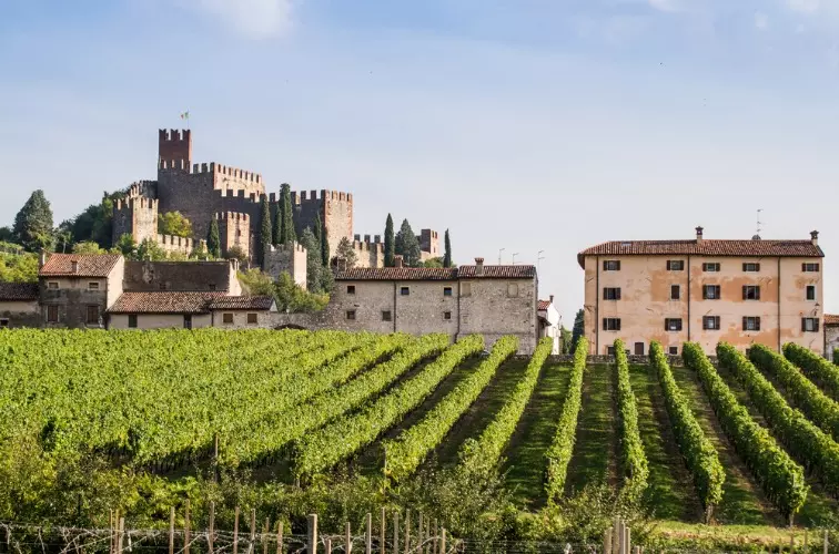 Soave Wein: Der Weißwein aus Verona 5 Soave mit Weinreben